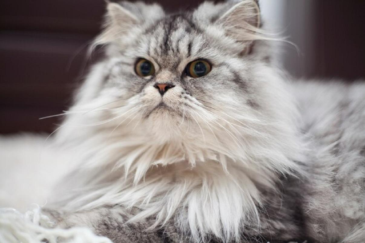 Le chat norvegien : decouvrez ses origines, soins et caractere