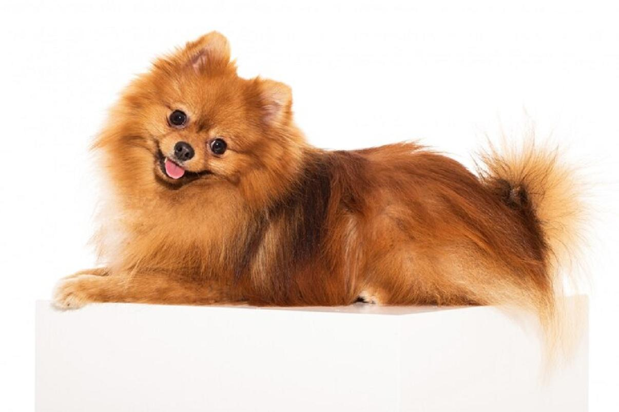 Le spitz nain : un petit chien au grand caractere et aux besoins specifiques