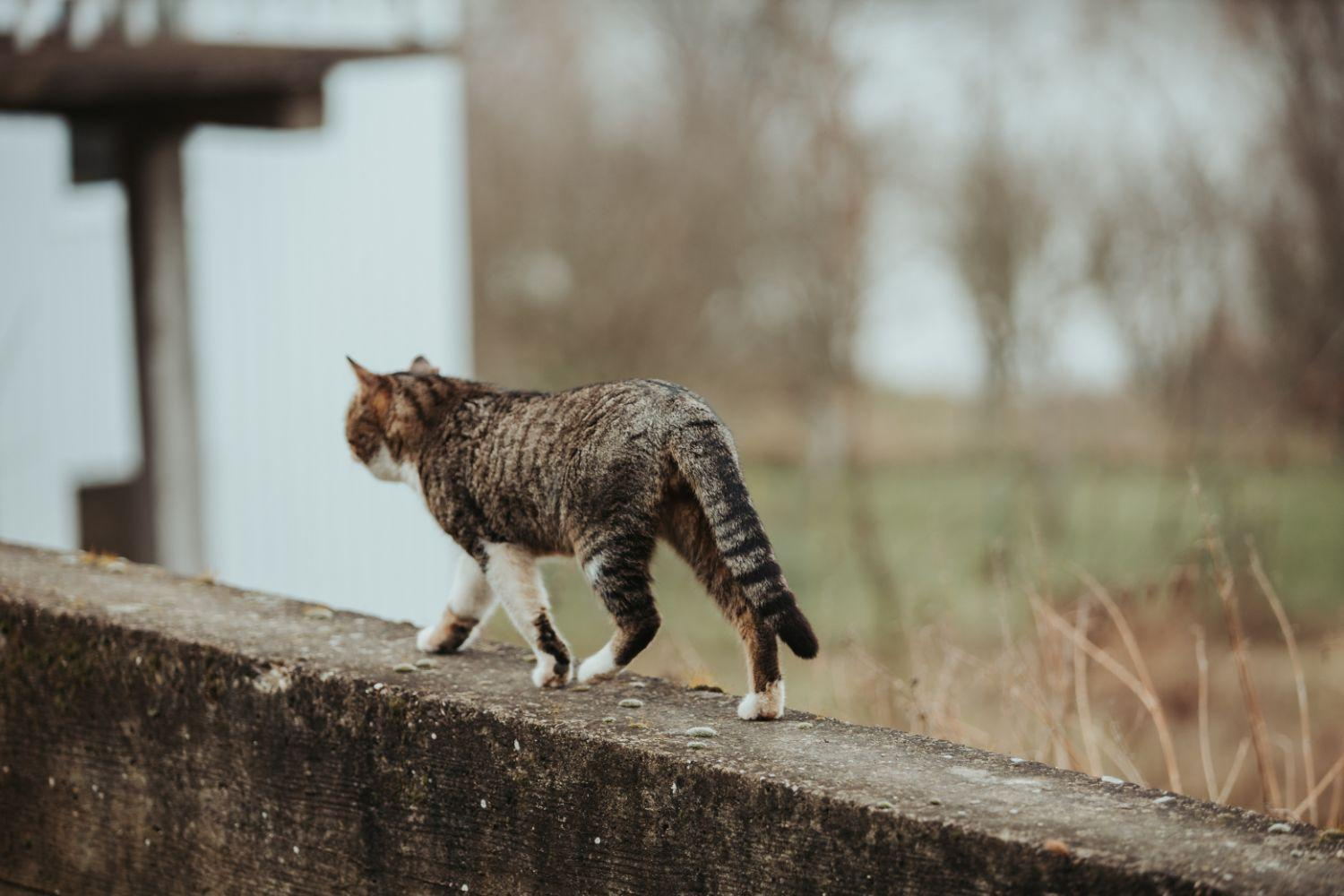 Le chat serval : comportement et soins