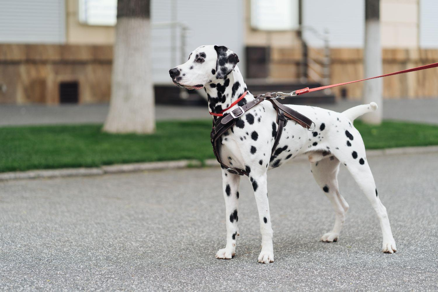 Les races de chiens : decouvrez les fiches detaillees des differentes races