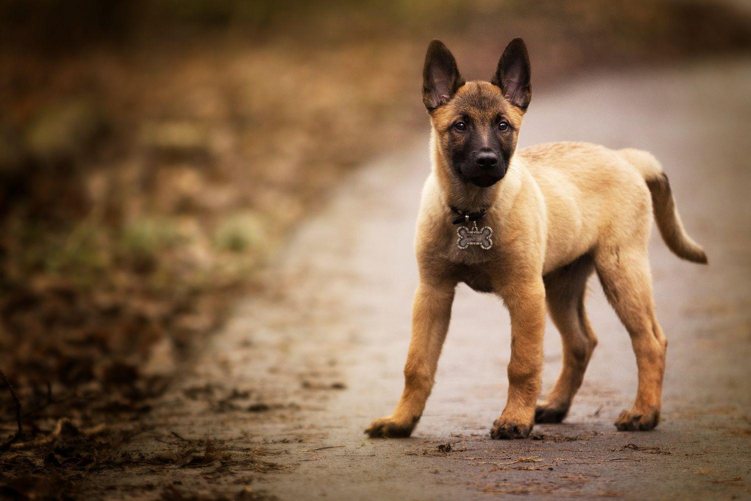 Les meilleures races de chiens de taille moyenne