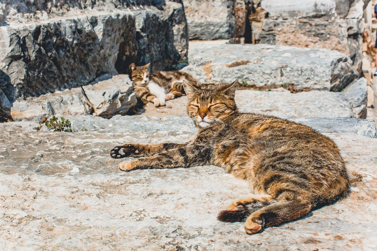 Eloignez efficacement les chats sauvages de votre domicile
